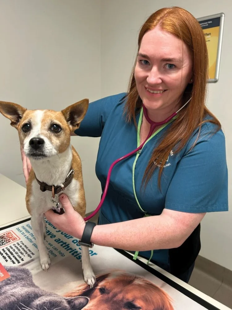 Understanding the Role of Pet Wellness Plans: What You Need to Know