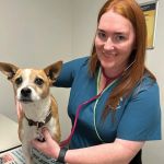 Understanding the Role of Pet Wellness Plans: What You Need to Know