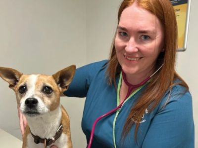 Understanding the Role of Pet Wellness Plans: What You Need to Know