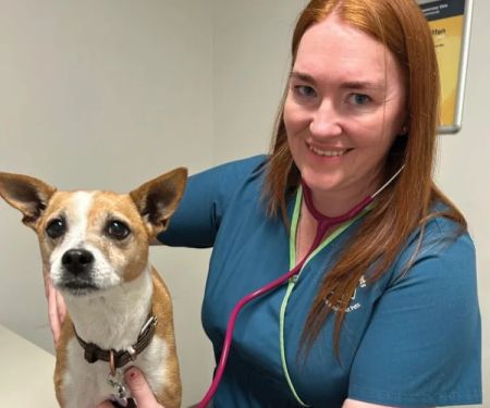 Understanding the Role of Pet Wellness Plans: What You Need to Know