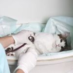 How to Handle a Pet Emergency: Quick Response Tips for Every Situation