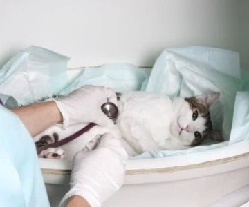 How to Handle a Pet Emergency: Quick Response Tips for Every Situation