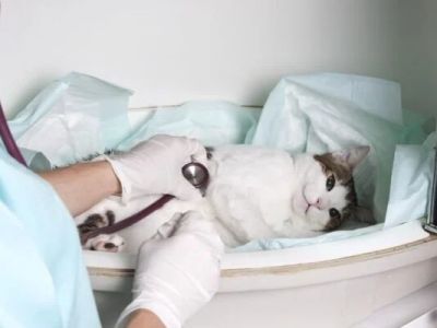 How to Handle a Pet Emergency: Quick Response Tips for Every Situation