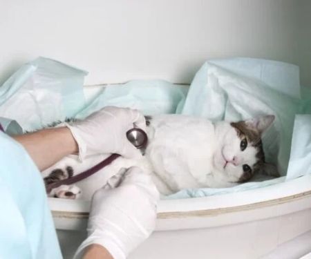 How to Handle a Pet Emergency: Quick Response Tips for Every Situation