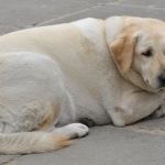 How to Spot and Treat Hypothyroidism in Dogs and Cats