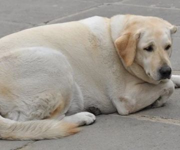 How to Spot and Treat Hypothyroidism in Dogs and Cats