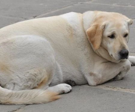 How to Spot and Treat Hypothyroidism in Dogs and Cats