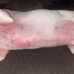 How to Spot and Treat Allergic Reactions in Pets