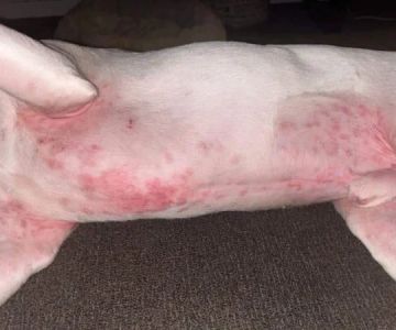How to Spot and Treat Allergic Reactions in Pets