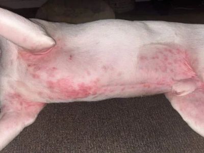 How to Spot and Treat Allergic Reactions in Pets