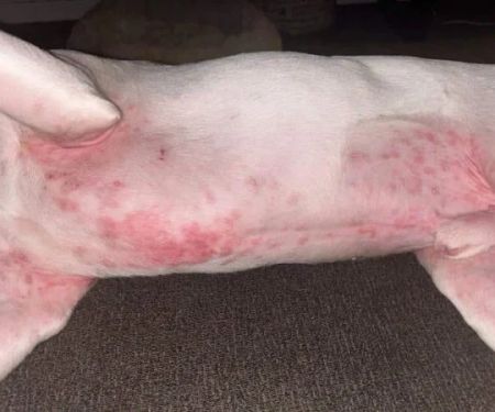 How to Spot and Treat Allergic Reactions in Pets