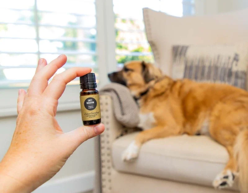 How to Safely Use Essential Oils for Pets