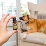 How to Safely Use Essential Oils for Pets