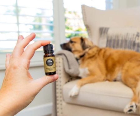 How to Safely Use Essential Oils for Pets