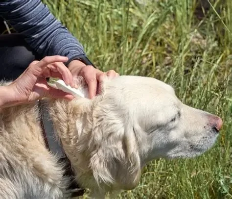 The Importance of Regular Parasite Prevention for Your Pet's Health and Safety