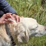 The Importance of Regular Parasite Prevention for Your Pet's Health and Safety