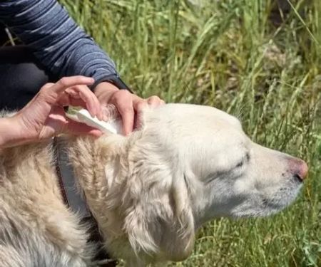 The Importance of Regular Parasite Prevention for Your Pet's Health and Safety