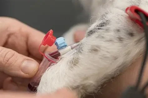 How to Prevent and Treat Heartworm Disease in Pets