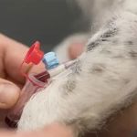 How to Prevent and Treat Heartworm Disease in Pets