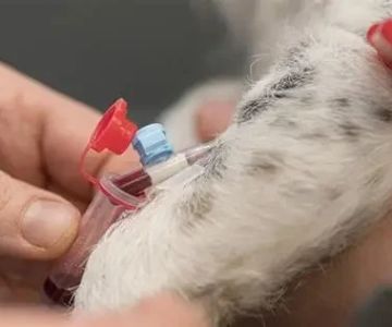 How to Prevent and Treat Heartworm Disease in Pets