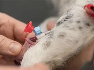 How to Prevent and Treat Heartworm Disease in Pets