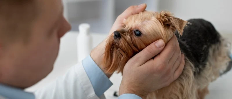 How to Spot and Treat Eye Problems in Pets: A Complete Guide