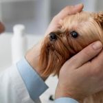 How to Spot and Treat Eye Problems in Pets: A Complete Guide