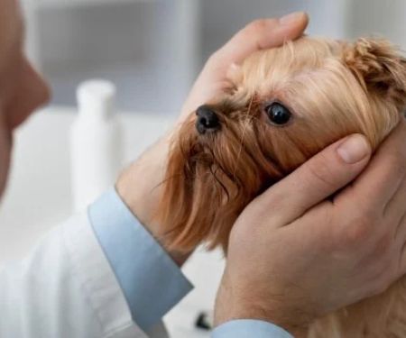 How to Spot and Treat Eye Problems in Pets: A Complete Guide