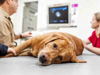 How to Recognize the Symptoms of Poisoning in Pets and What to Do