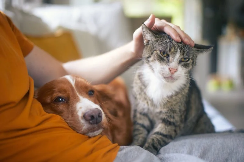 How to Provide the Best Care for Senior Cats and Dogs