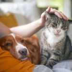How to Provide the Best Care for Senior Cats and Dogs