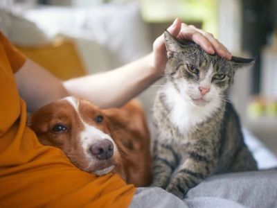 How to Provide the Best Care for Senior Cats and Dogs