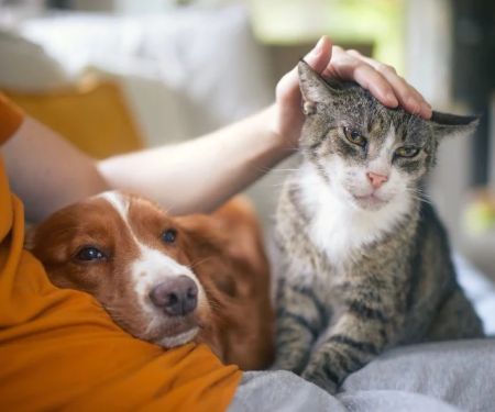 How to Provide the Best Care for Senior Cats and Dogs