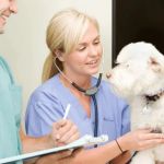 How to Spot and Treat Heartworms in Pets