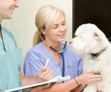How to Spot and Treat Heartworms in Pets