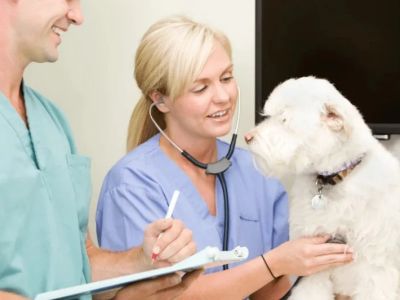 How to Spot and Treat Heartworms in Pets