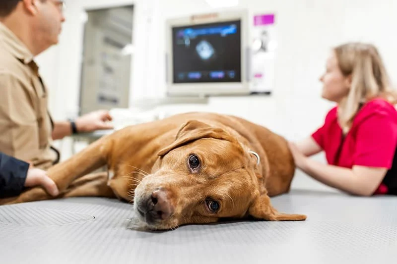How to Recognize and Treat Symptoms of Kidney Disease in Pets