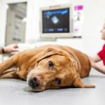 How to Recognize and Treat Symptoms of Kidney Disease in Pets