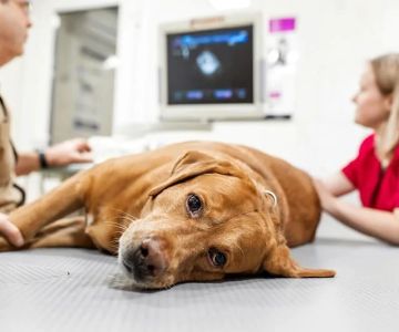 How to Recognize and Treat Symptoms of Kidney Disease in Pets