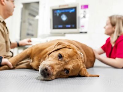 How to Recognize and Treat Symptoms of Kidney Disease in Pets