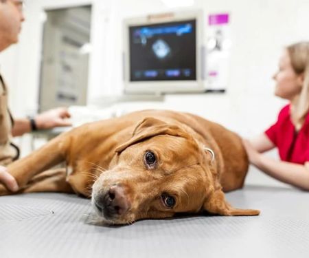 How to Recognize and Treat Symptoms of Kidney Disease in Pets