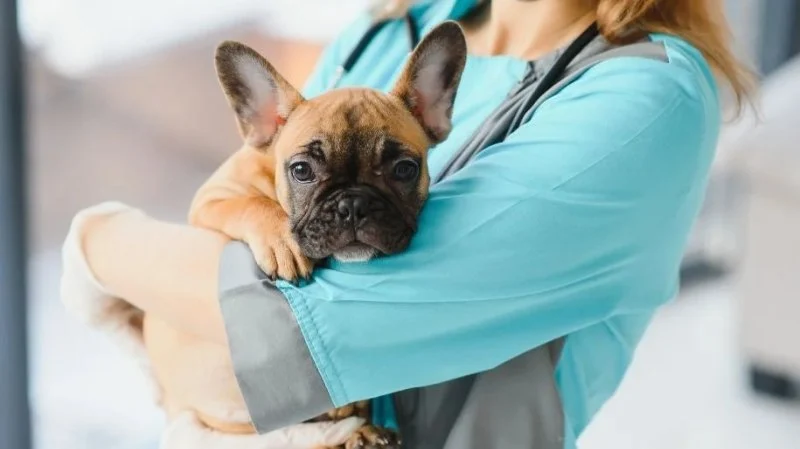 How to Spot and Treat Hypoglycemia in Pets