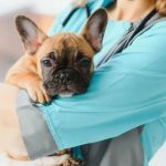 How to Spot and Treat Hypoglycemia in Pets