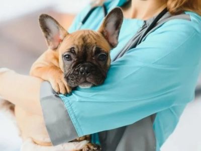How to Spot and Treat Hypoglycemia in Pets