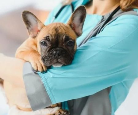 How to Spot and Treat Hypoglycemia in Pets