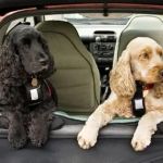 How to Help Your Pet Cope with Separation Anxiety During Travel