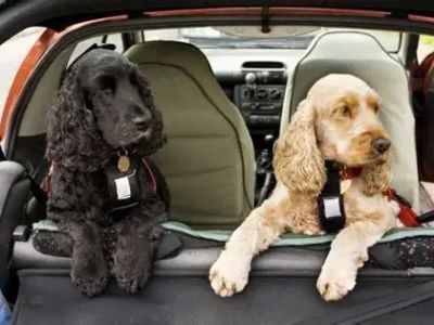 How to Help Your Pet Cope with Separation Anxiety During Travel