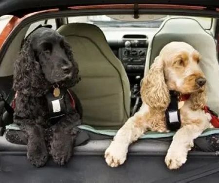 How to Help Your Pet Cope with Separation Anxiety During Travel