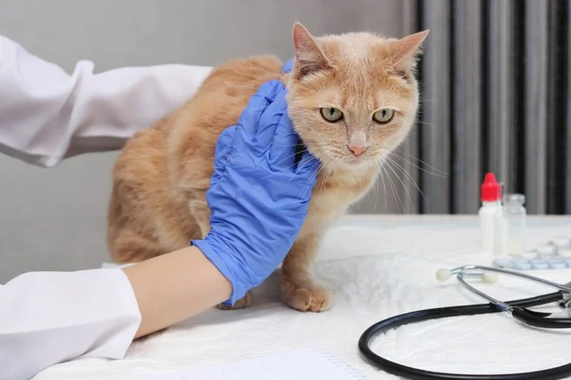 How to Spot and Treat Liver Disease in Cats and Dogs