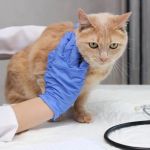 How to Spot and Treat Liver Disease in Cats and Dogs